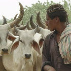 Dryland farmer, Pakistan